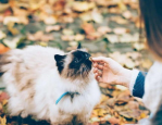 甜子哟,探寻甜蜜生活的秘密
