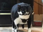 优点猫饼,美味与营养的完美结合
