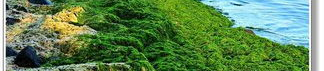 波浪海苔,波浪海苔的海洋美味探索