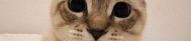 微秘猫,高效论文写作与降重助手