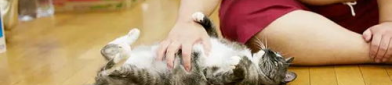 相扑猫微密圈在线观看,萌宠相扑，欢乐无限，在线观看攻略