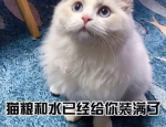 你的猫,写作猫如何助你高效创作